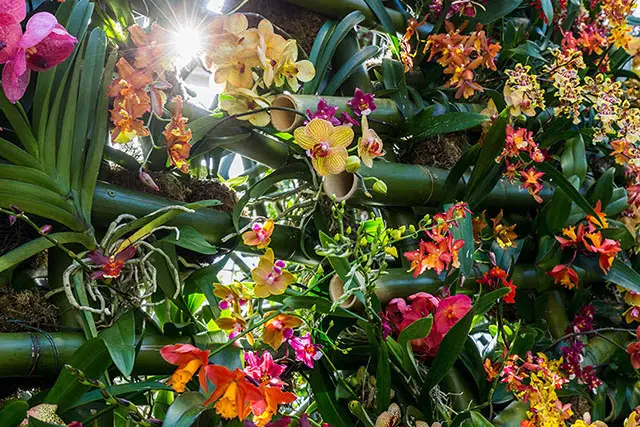The New York Botanical Garden Orchid Show 2018